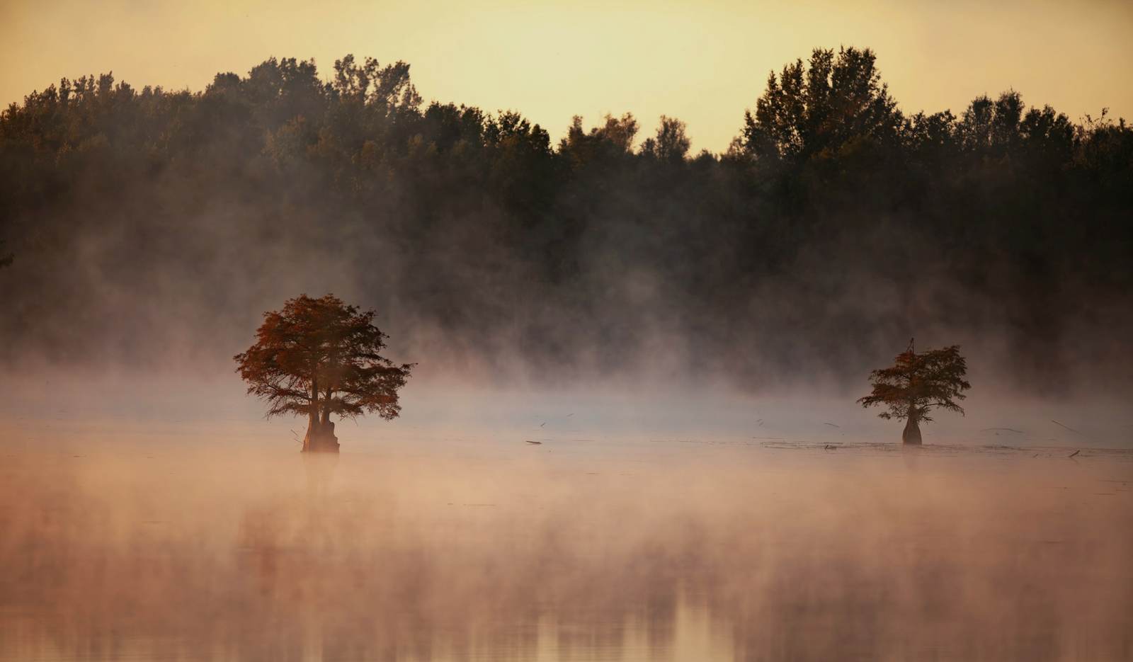A dwarf cypress prairie at dawn with a dome of older cypress standing at its edge