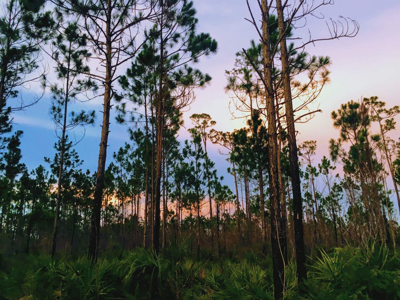 Sunset light through a stand of Florida pines above a palmetto understory