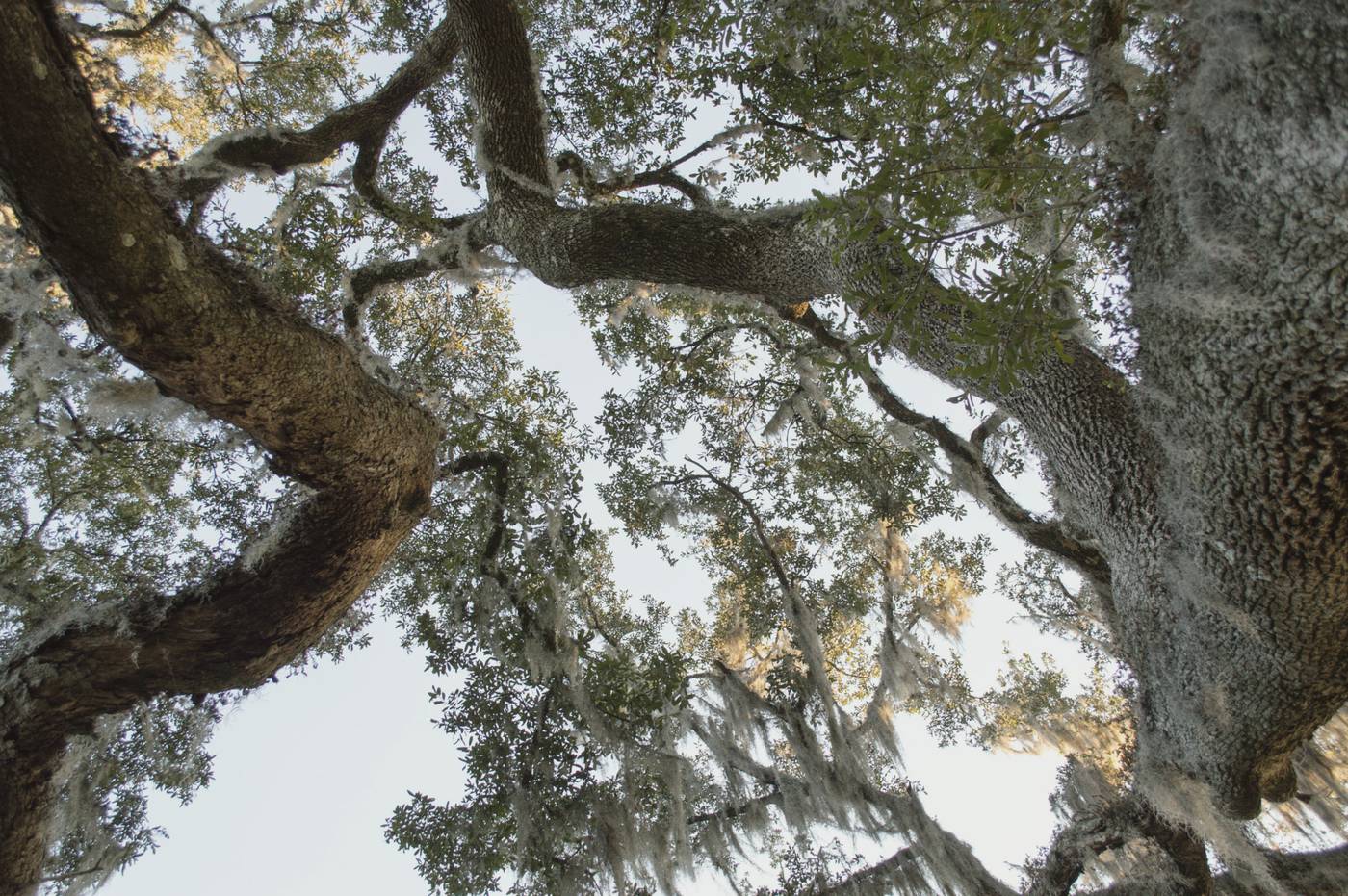 Looking up into a live oak canopy with Spanish moss