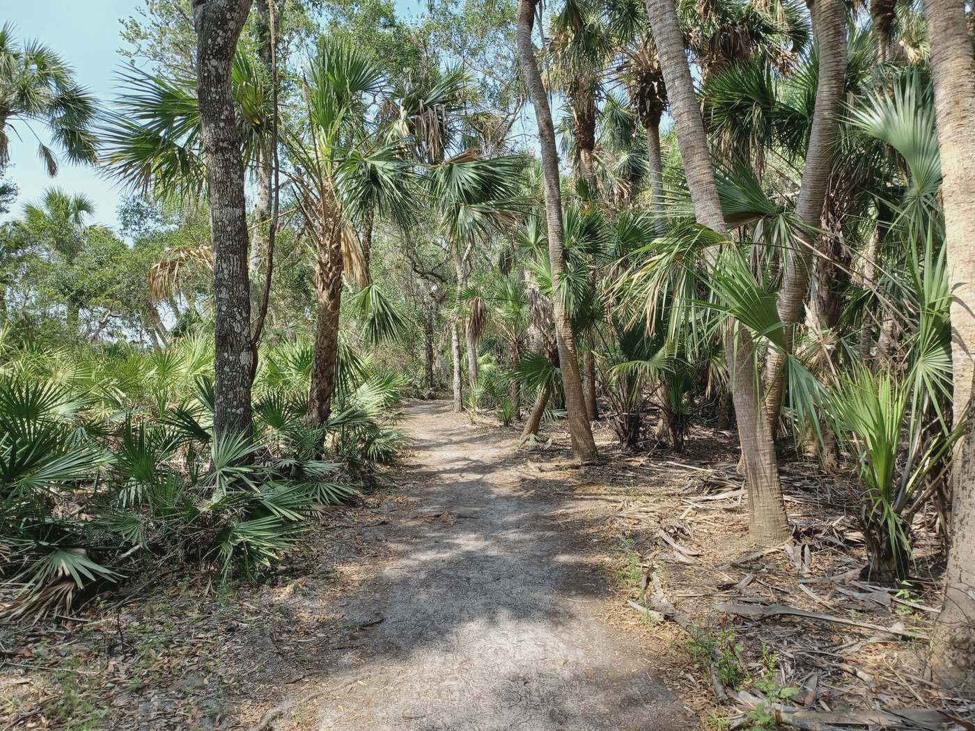 Sand road through pines and palmettos in Florida