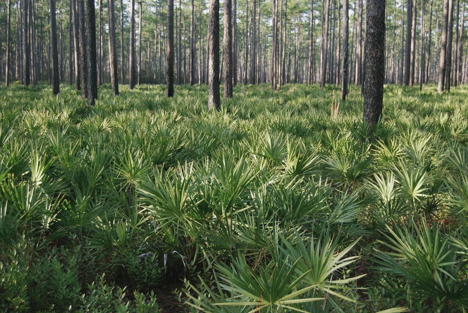 Florida pine flatwoods with saw palmetto understory